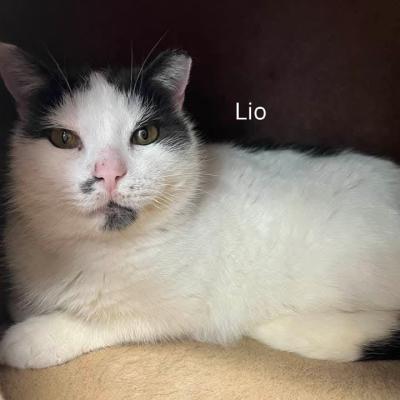 Lio en Laika